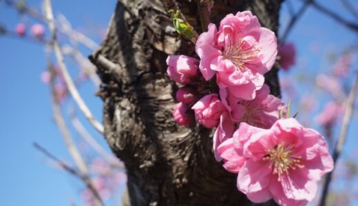 ◆急性リンパ性白血病・クローン病◆移植後【退院4か月】